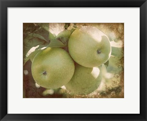 Framed Vintage Apples III Print
