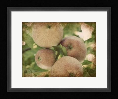 Framed Vintage Apples IV Print