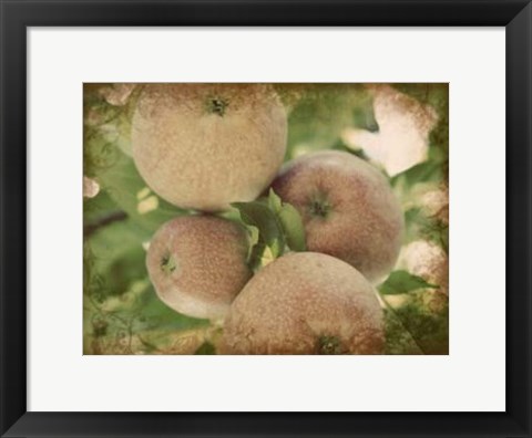 Framed Vintage Apples IV Print
