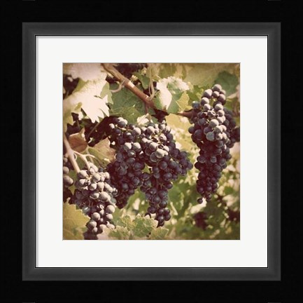 Framed Vintage Grape Vines I Print