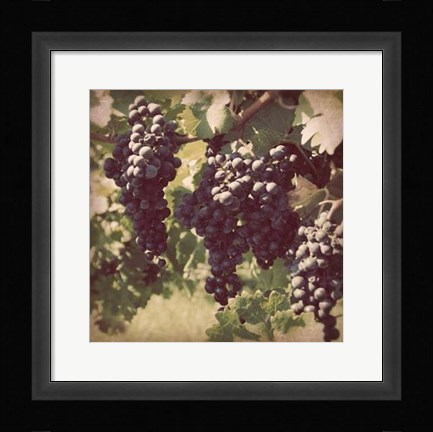 Framed Vintage Grape Vines III Print