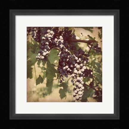 Framed Vintage Grape Vines IV Print