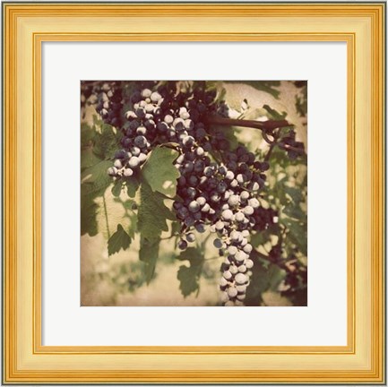 Framed Vintage Grape Vines IV Print