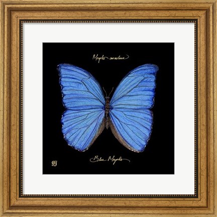 Framed Striking Butterfly I Print
