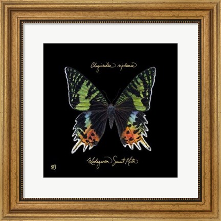 Framed Striking Butterfly II Print