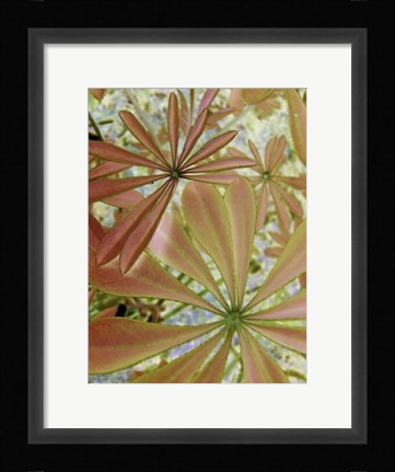 Framed Woodland Plants in Red III Print