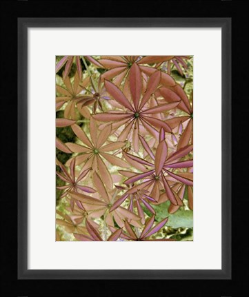 Framed Woodland Plants in Red IV Print