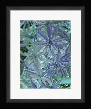Framed Woodland Plants in Blue IV Print