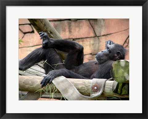 Framed Chimp - Just relaxing Print