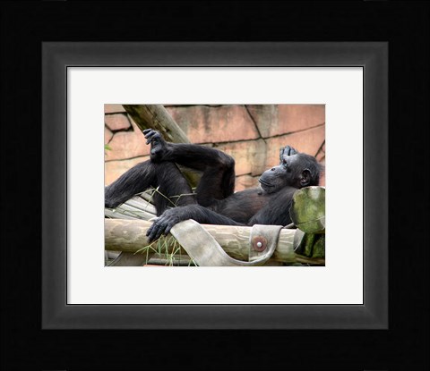 Framed Chimp - Just relaxing Print