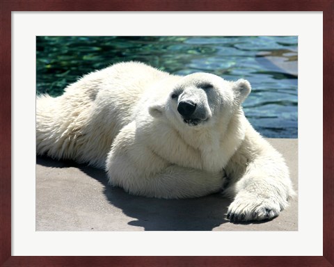 Framed Polar Bear on the floor Print