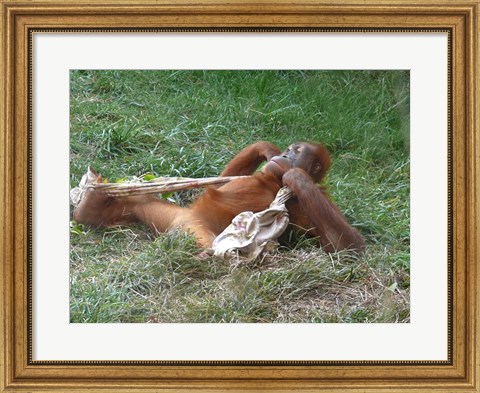 Framed Orangutan - Stretchin out Print