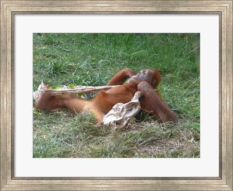 Framed Orangutan - Stretchin out Print