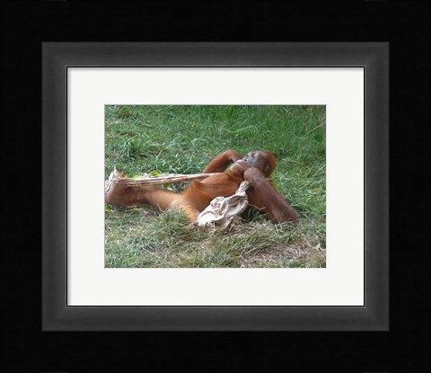 Framed Orangutan - Stretchin out Print