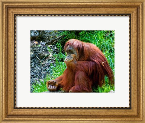 Framed Orangutan - Giving it some thought Print