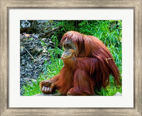 Framed Orangutan - Giving it some thought Print