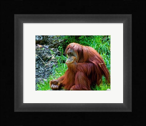 Framed Orangutan - Giving it some thought Print