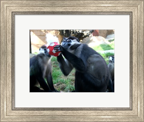 Framed Monkeys - Why play ball when you can eat it Print