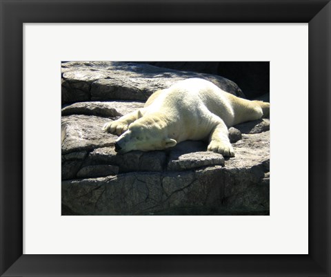 Framed Polar Bear  - Time to take five Print