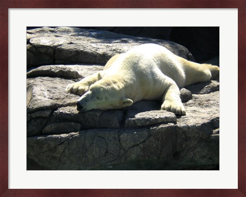 Framed Polar Bear  - Time to take five Print