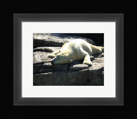 Framed Polar Bear  - Time to take five Print
