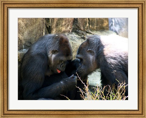 Framed Gorillas - Look what I found! Print