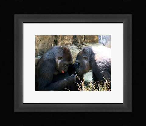 Framed Gorillas - Look what I found! Print