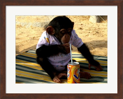 Framed Chimp - Time for a drink Print