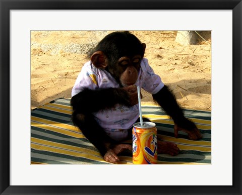 Framed Chimp - Time for a drink Print