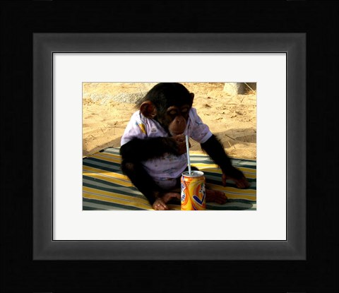 Framed Chimp - Time for a drink Print