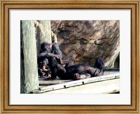 Framed Chimps - Just Chillin Print