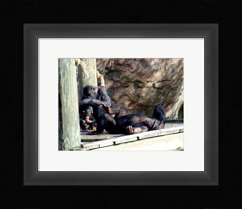 Framed Chimps - Just Chillin Print