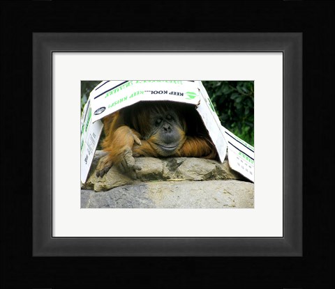 Framed Orangutan - Give me shelter Print