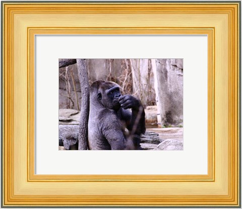 Framed Gorilla - Perhaps? Print