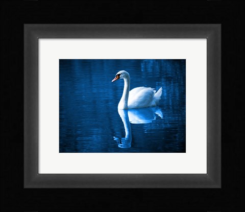 Framed Swan Print