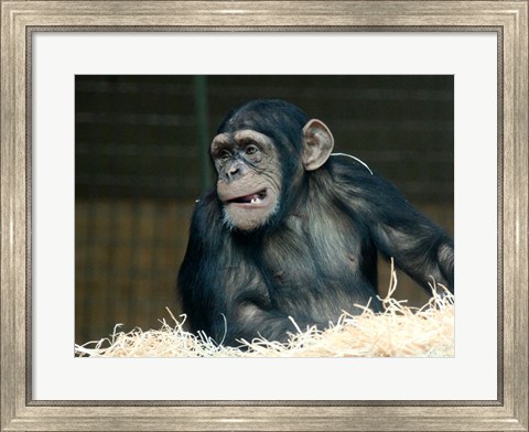 Framed Funny Monkey Print