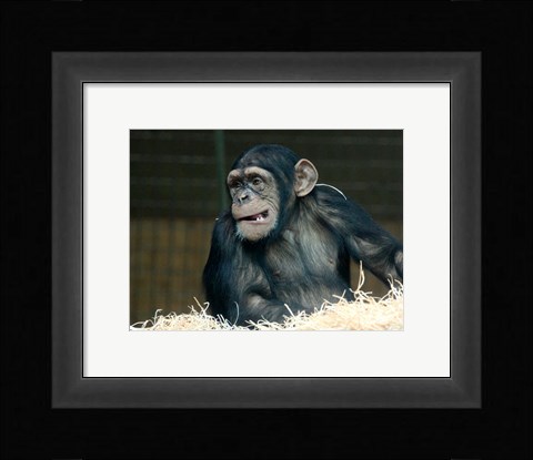 Framed Funny Monkey Print