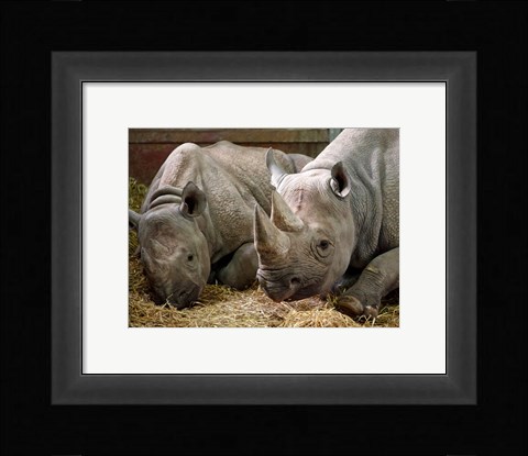 Framed Two Rhinos Print