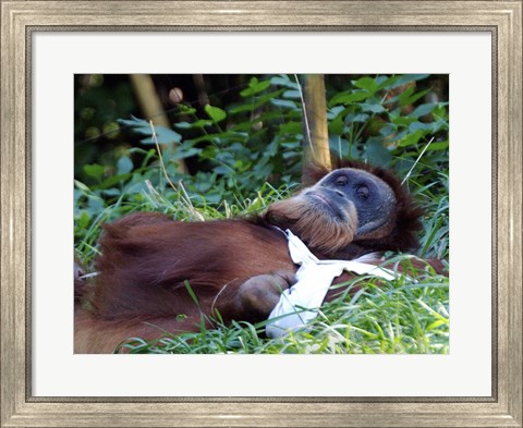 Framed Orangutan - Just about to take a nap Print