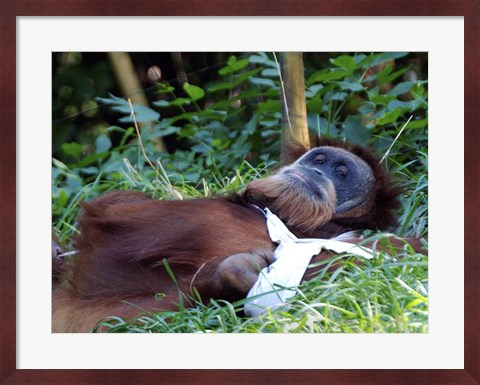 Framed Orangutan - Just about to take a nap Print