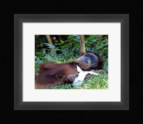 Framed Orangutan - Just about to take a nap Print