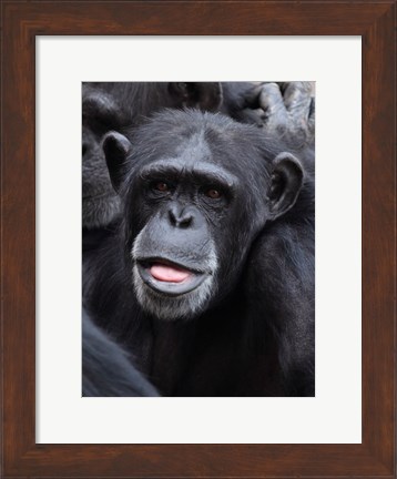 Framed Funny face monkey Print