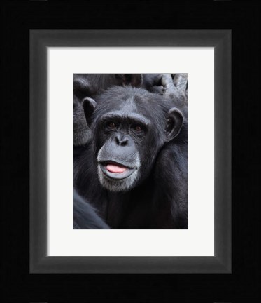 Framed Funny face monkey Print
