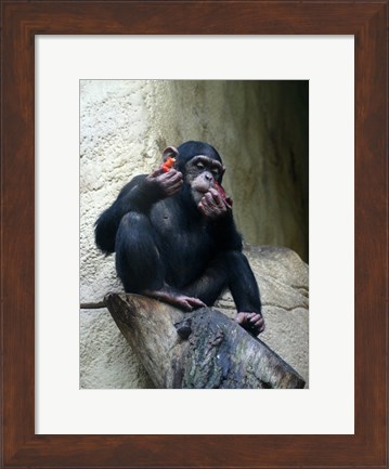 Framed Orangutan - Burlap Hat Print