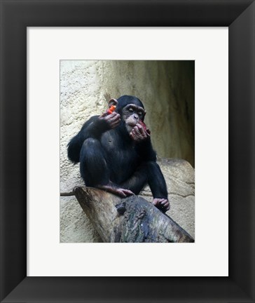 Framed Orangutan - Burlap Hat Print