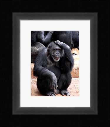Framed Chimp - Let me think it over Print