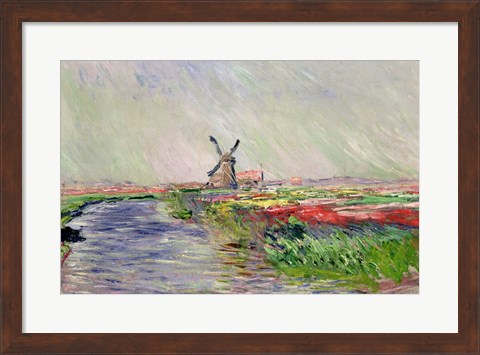 Framed Tulip Field in Holland Print