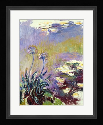 Framed Agapanthus, 1914-17 Print