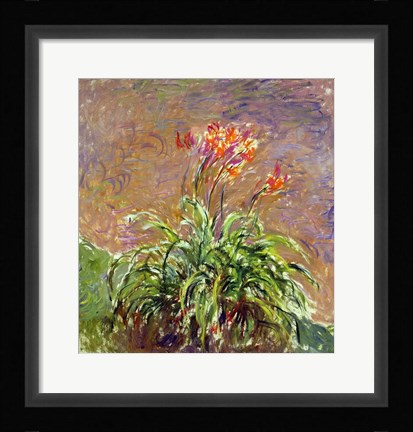Framed Hemerocallis, 1914-17 Print