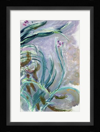 Framed Iris (gray) Print